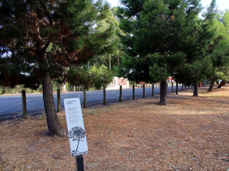 Horsham Sawyer Park Lone Pine Memorial Grove Bordering the World War I and II Memorial Drive Leading to the Main War Memorial and Cenotaph