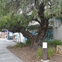 Glenorchy Boer War Memorial Tree