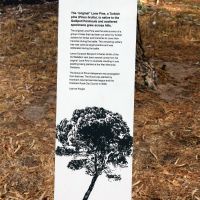 Horsham  Sawyer Park Lone Pine Memorial Grove Interpretative Board