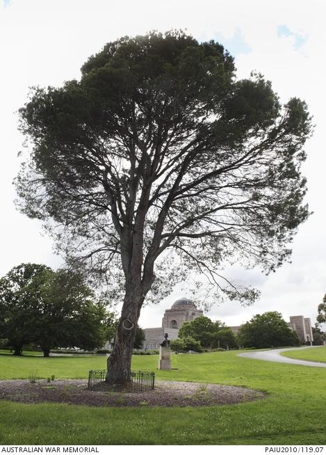 Lone pine at the Australian War Memorial