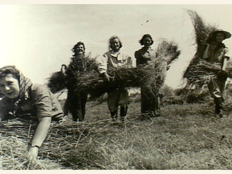 Members of the Australian Women's Land Army gather sheaves of flax straw.