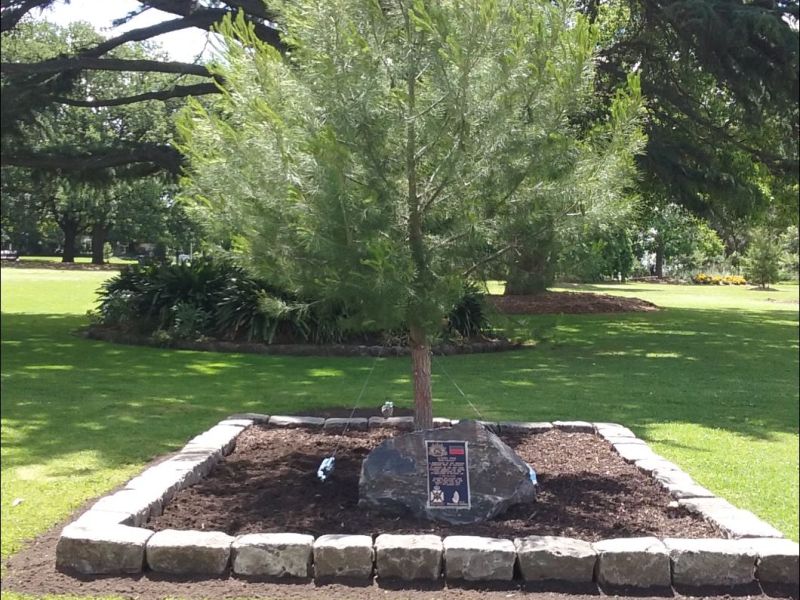 Aleppo pine