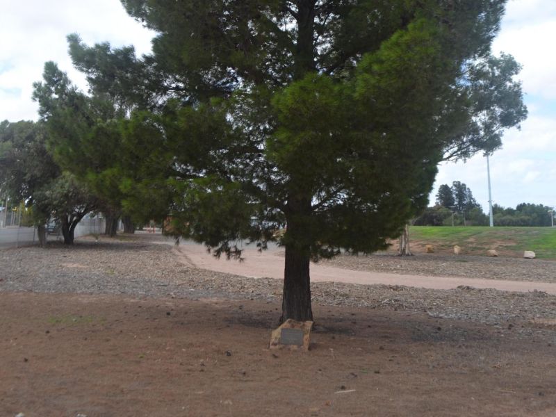 Lone pine tree memorial