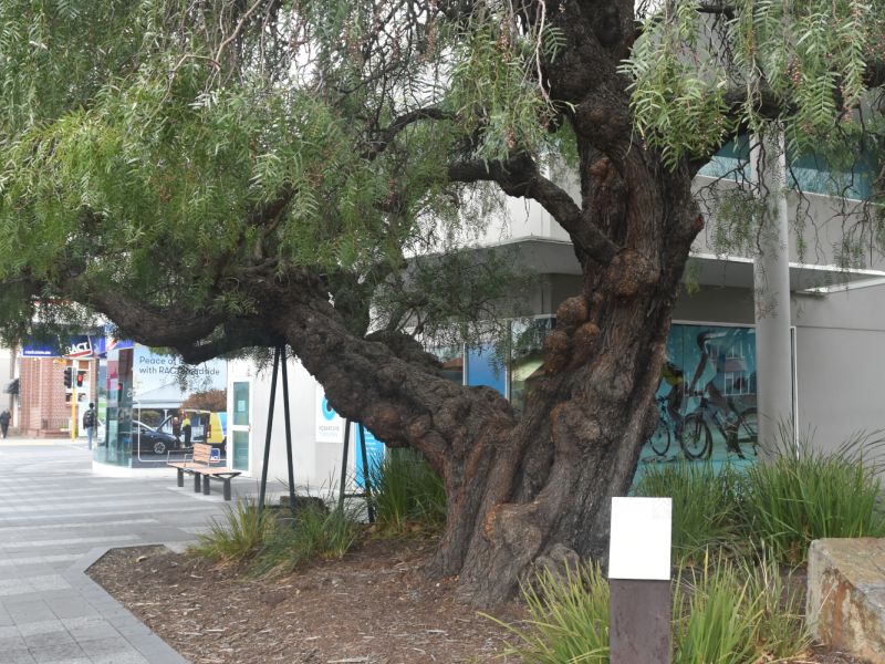 Glenorchy Boer War Memorial Tree