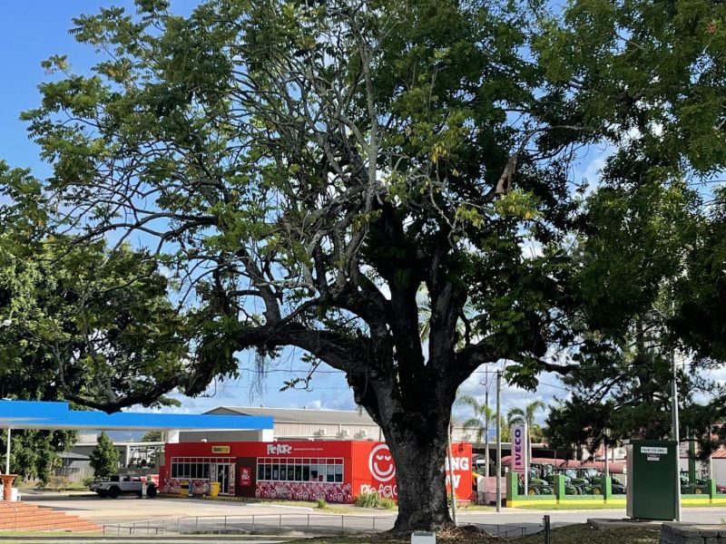 Ingham Boer War Mafeking Tree