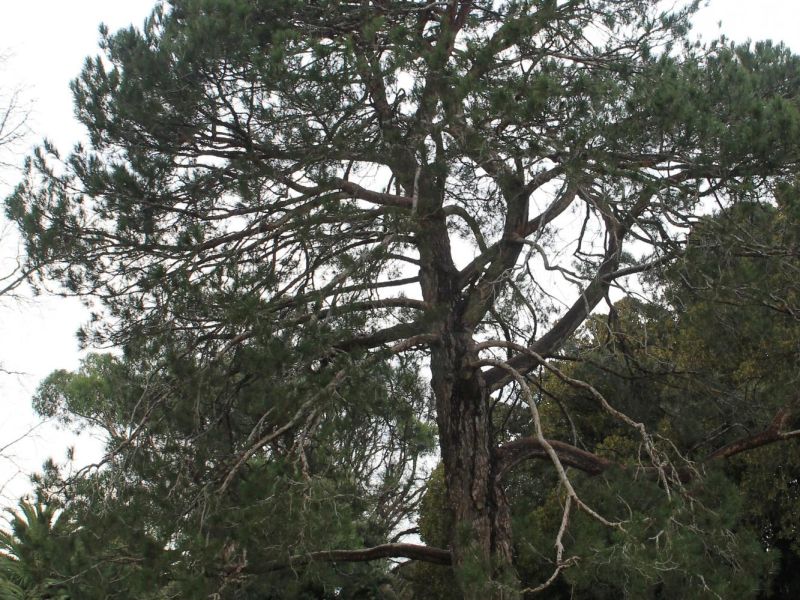 Warrnambool Lone Pine