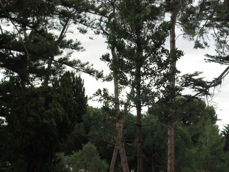 Warrnambool National Service Memorial Tree