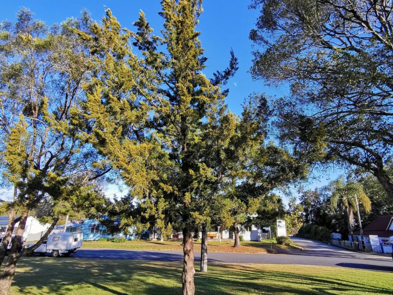Nabiac Lone Pine Tree