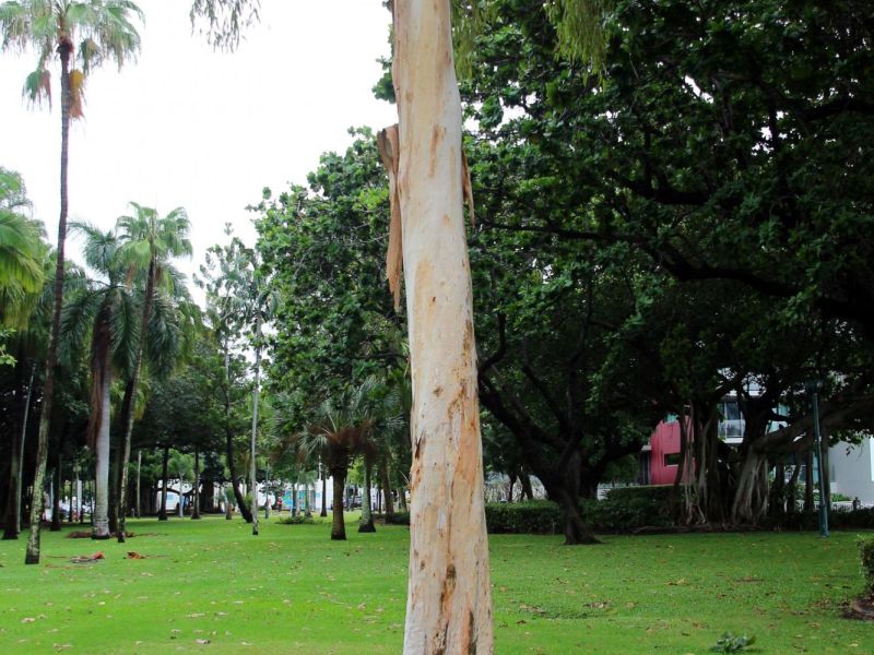 Townsville Australian Peacekeeper and Peacekeepers Veteran Association Memorial Tree