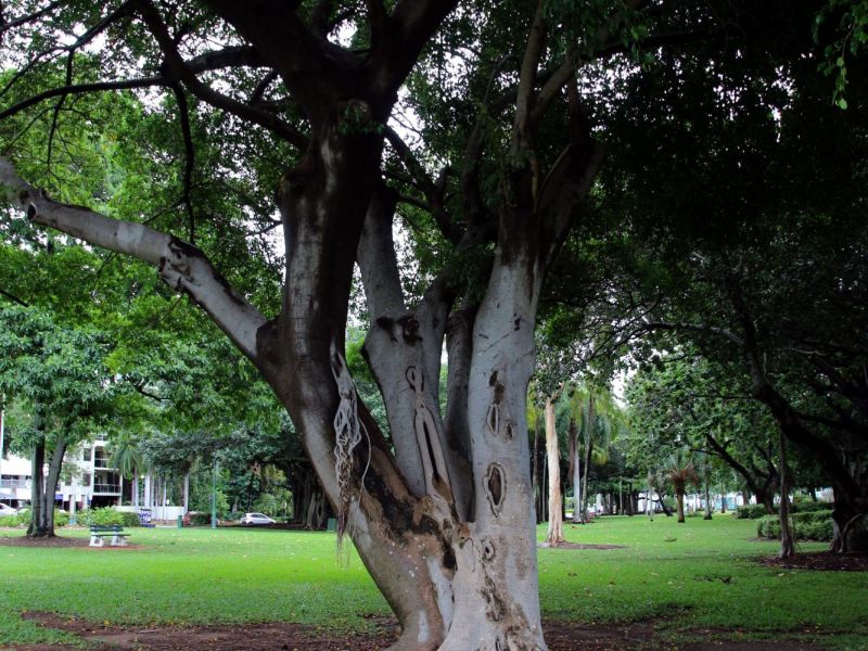 Townsville Formation of 80 Squadron (Kittyhawks) RAAF Memorial Tree