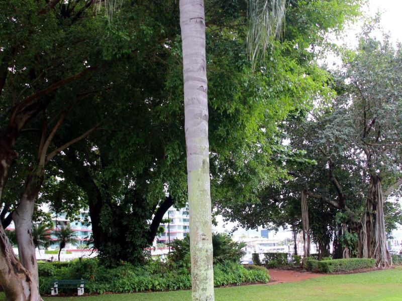 Townsville TPI commemorative Tree