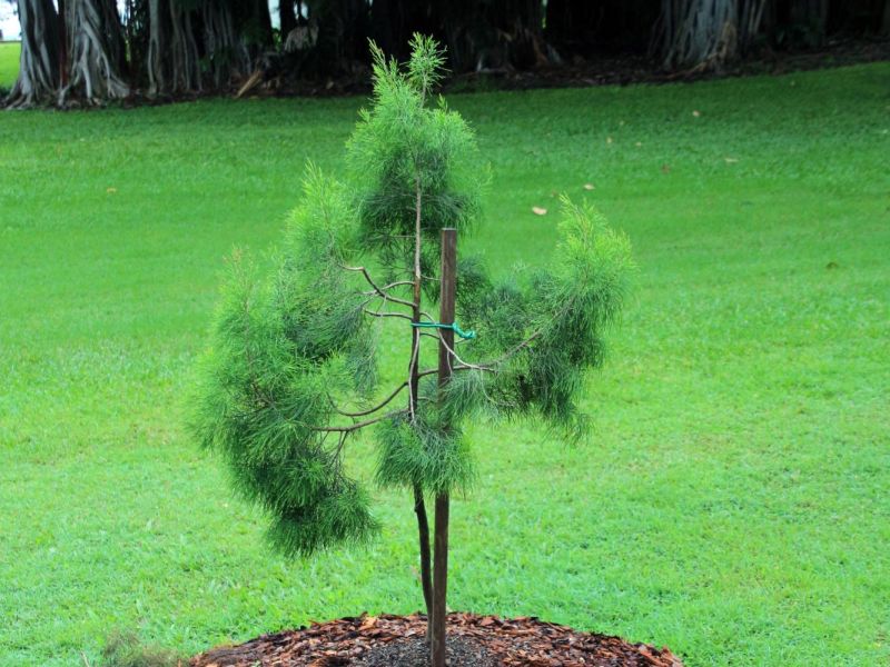 Townsville's Daintree Pine Memorial Tree