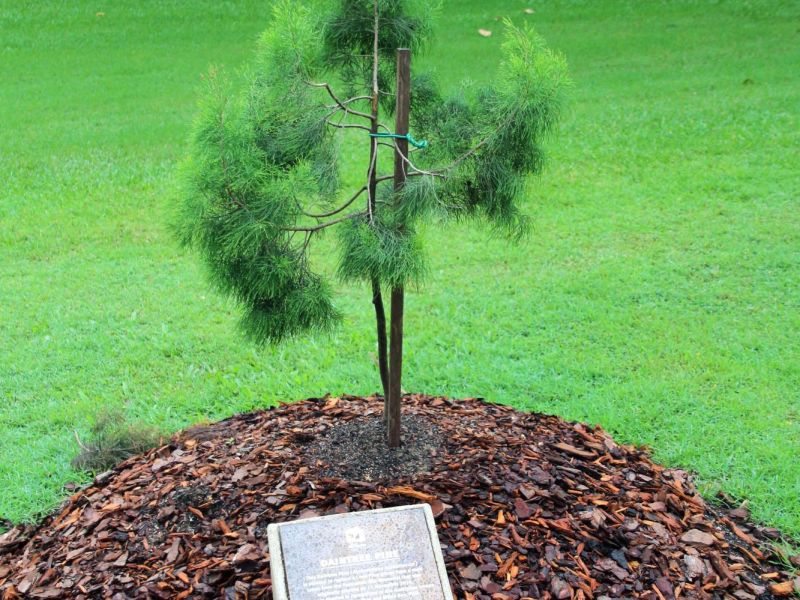 Townsville's Daintree Pine Memorial Tree
