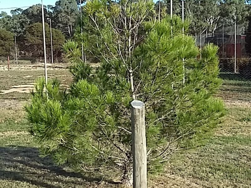 Lone Pine Bungonia Photo taken 2016