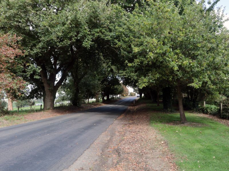 Wooreen Avenue Trees