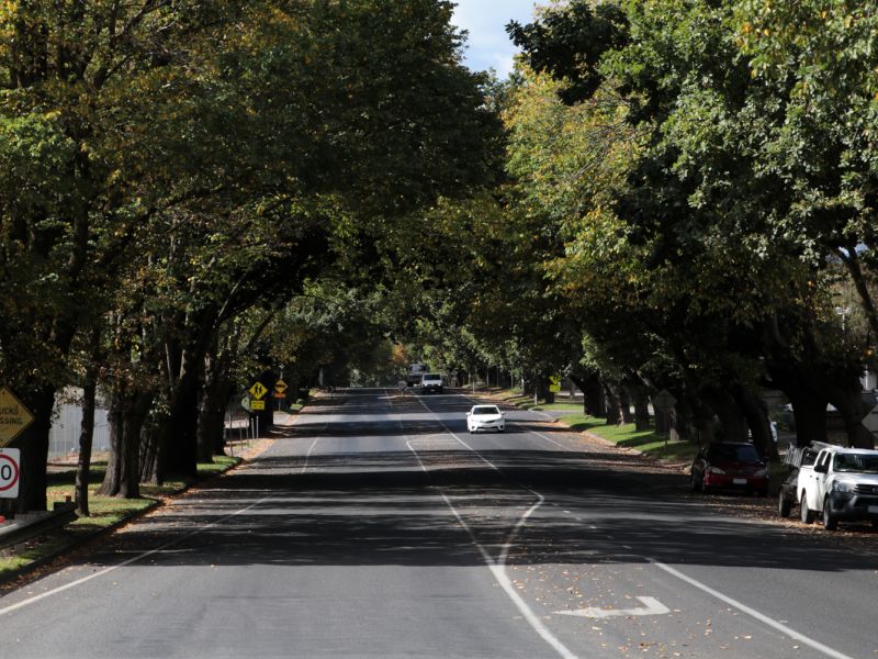 Leongatha Avenue Trees