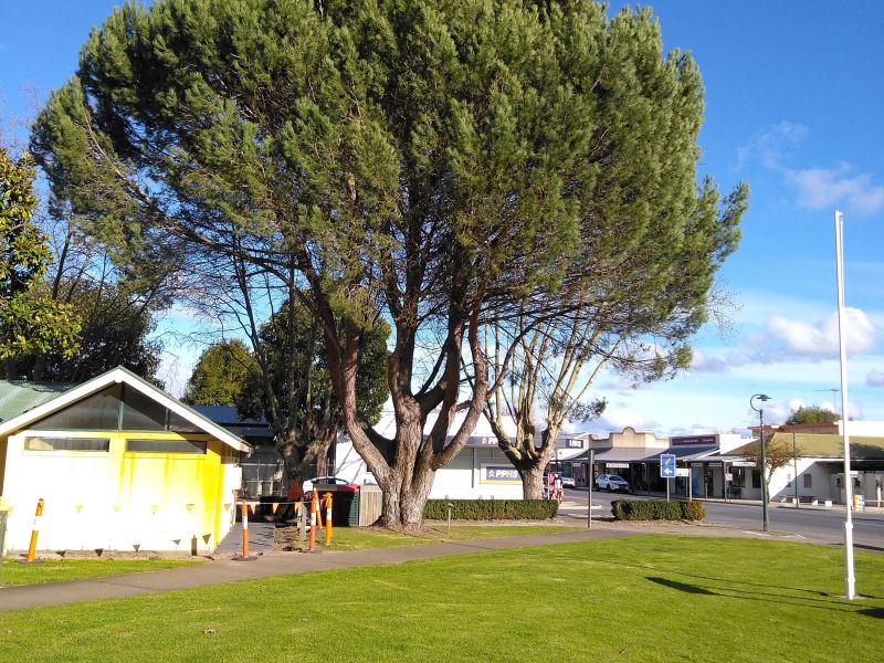 Penola Lone Pine