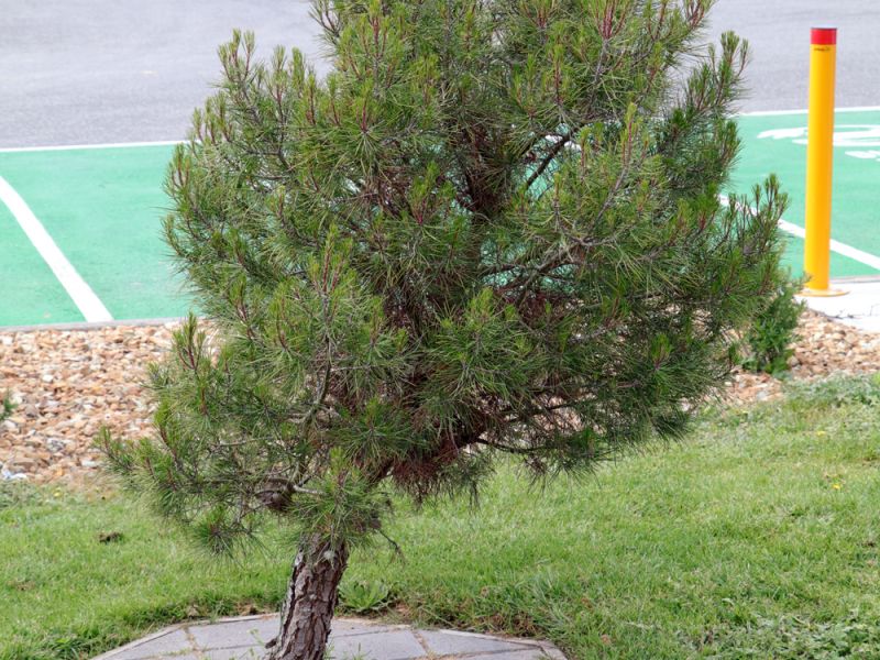 Lone Pine Ballarat RSL
