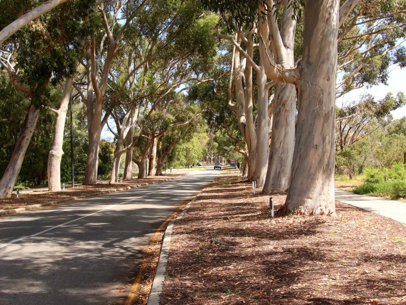 Lovekin Drive Avenue of Honour, Kings Park Perth 
