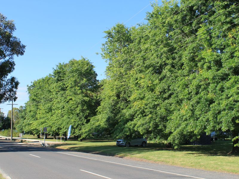 Whitfield Avenue of Honour 