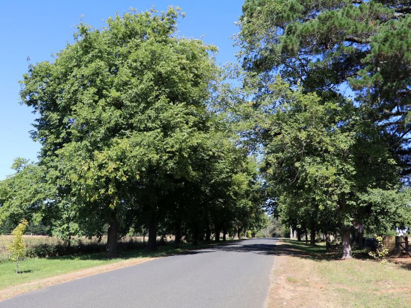 Garibaldi Avenue of Honour