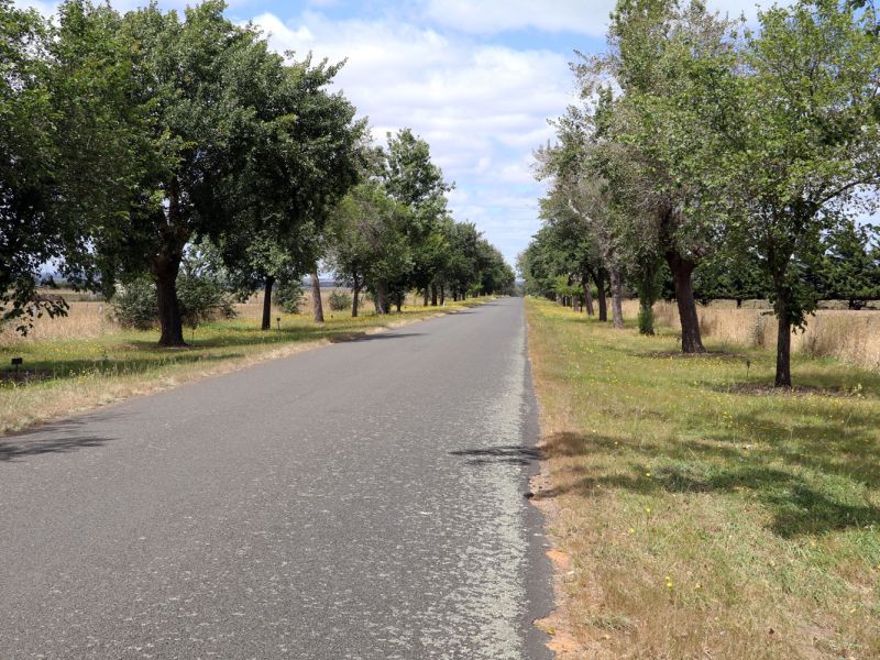 View of avenues trees towards Weatherboard Road_1