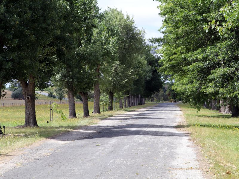 Northern row of tree only with plaques on disused road.