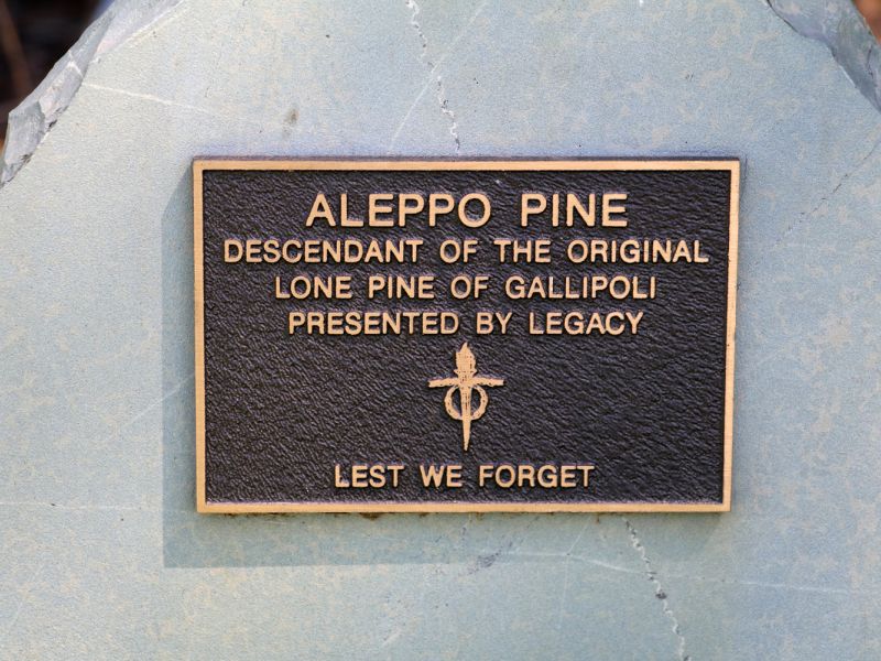 Lemnos Aleppo Pine Plaque