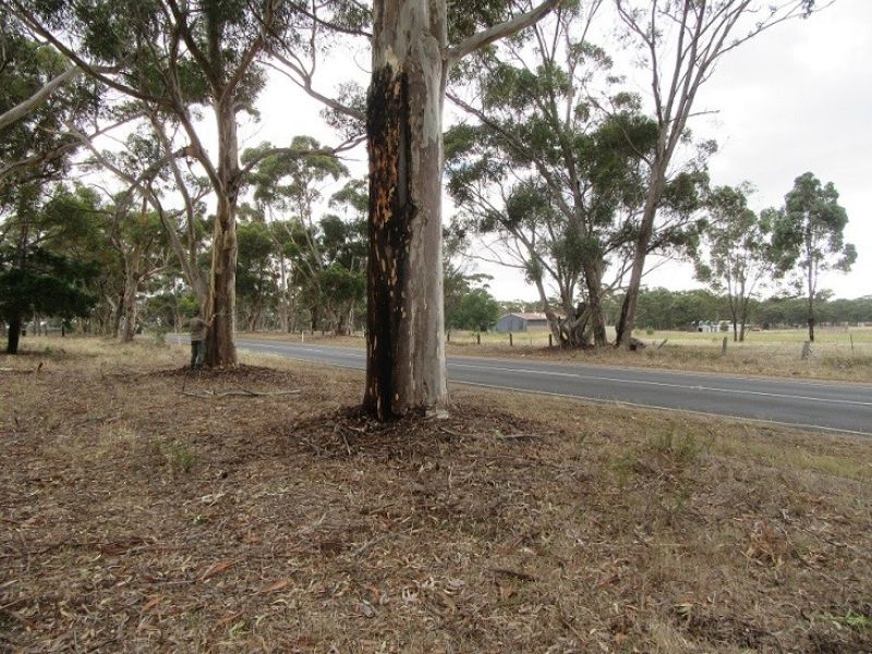 Havelock Avenue of Honour