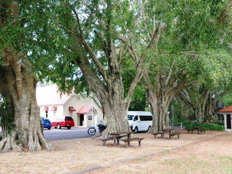 Montville Memorial Trees