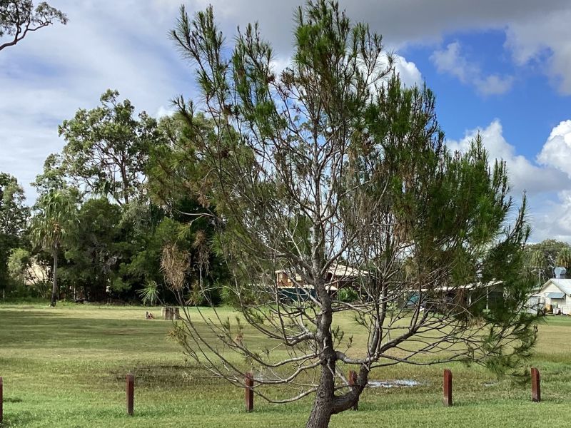 Lone Pine Tree