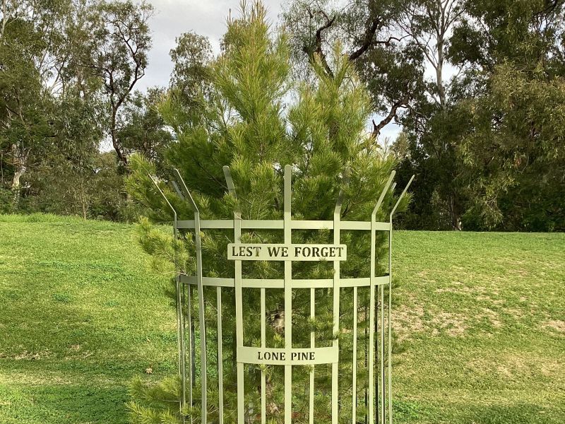 Lone Pine Tree