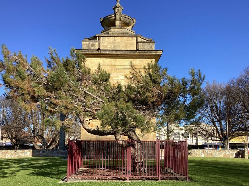 Lone Pine Tree & Plaque