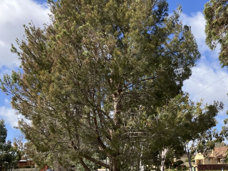 Lone Pine Tree & Plaque