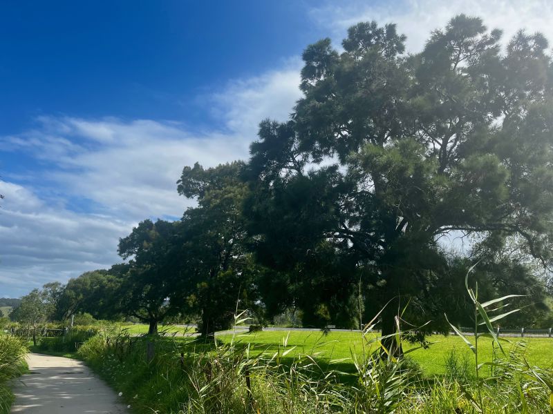 Pambula and District Avenue of Honour - Casuarina Cunninghamiana