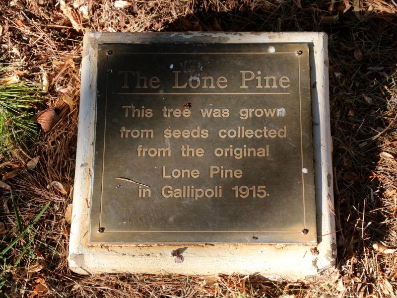 Cobar Lone Pine Memorial Tree Interpretative Plaque