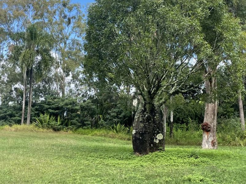 Anzac Day Bottle Tree
