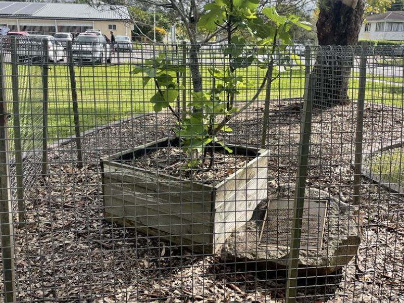Tobruk Fig Tree (R.I.P. Gordon Wallace)