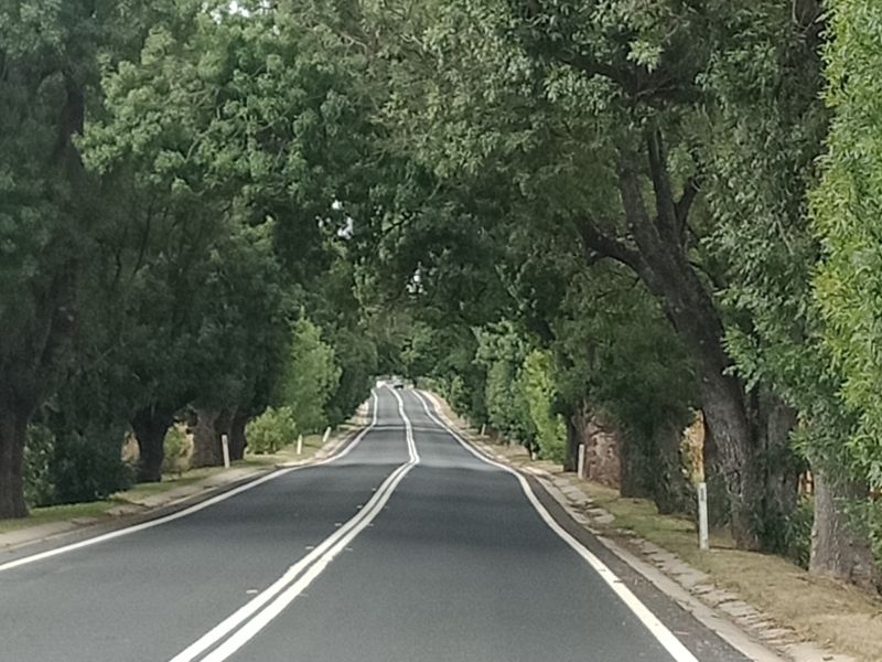 O'Connell ANZAC Memorial Avenue - Desert Ash trees planted 1925-1927
