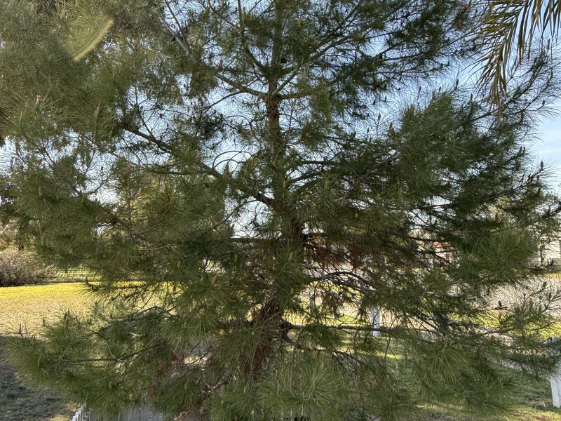 Gallipoli Lone Pine Tree, Ganmain NSW