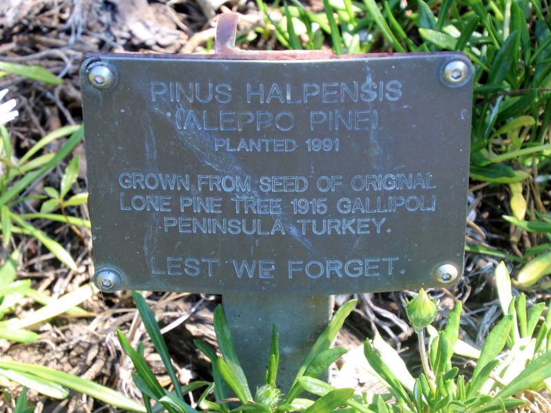 Tiaro Lone Pine Tree Interpretative Plaque