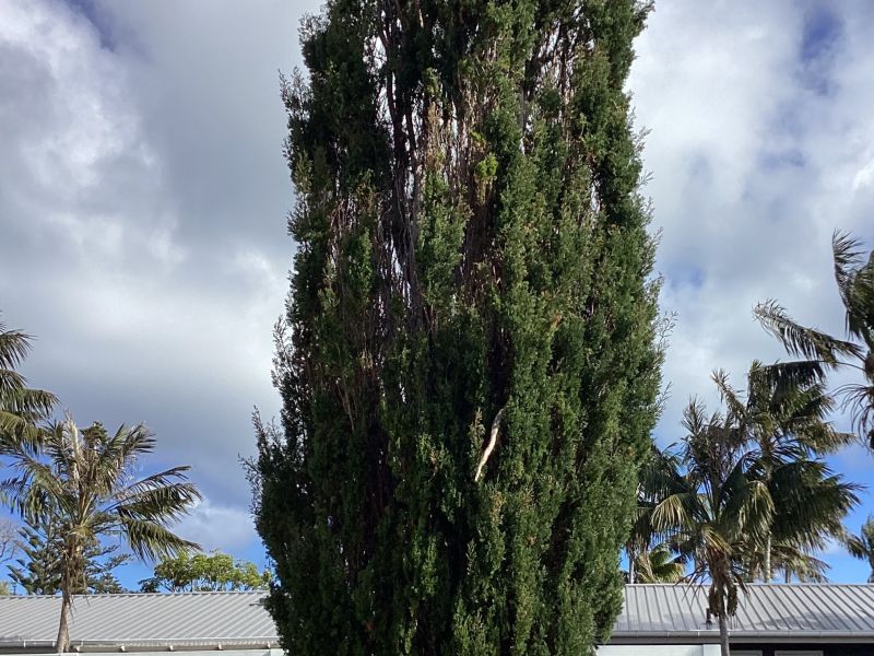 Gallipoli Pine