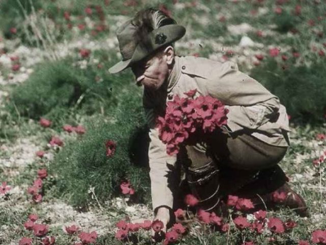 Soldier collecting poppies