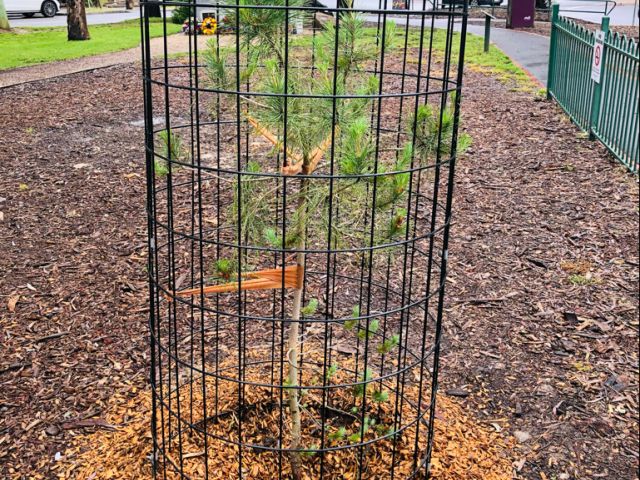 Lone pine Hurstbridge