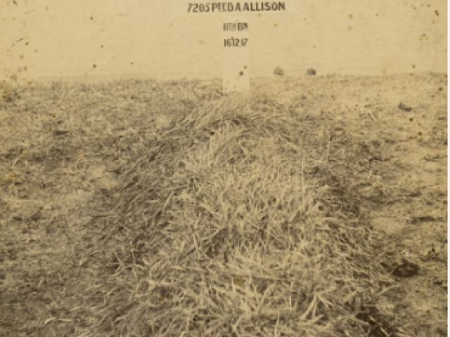 Private David Andrew Allison, 11th Battalion, died 1917