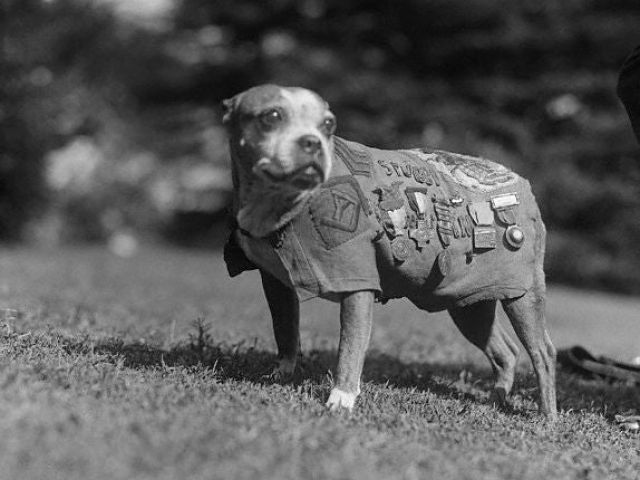 Sgt. Stubby served as a mascot for the 102nd Infantry, 26th Division during World War I. (Wikimedia Commons)