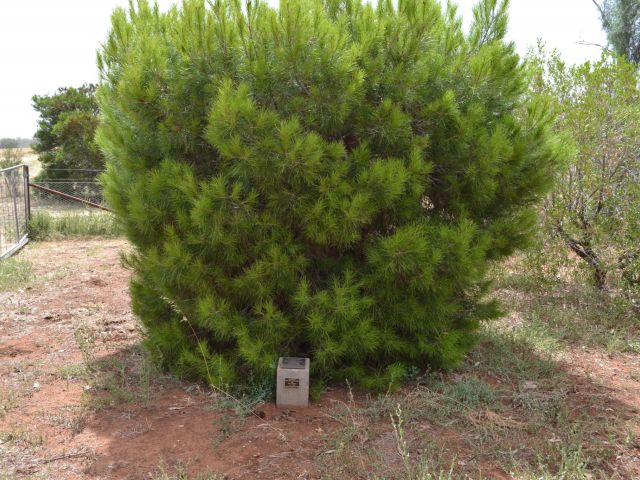 Lone Pine - Bodangora Memorial