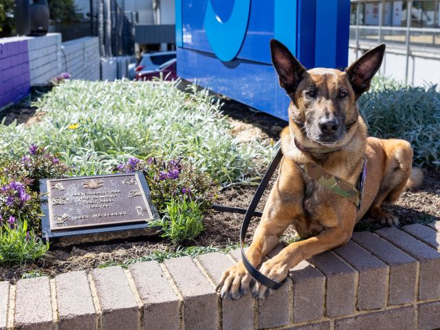 Local Veteran War Dog Manic, plus other service animals (both retired and currently serving) will also be attending.