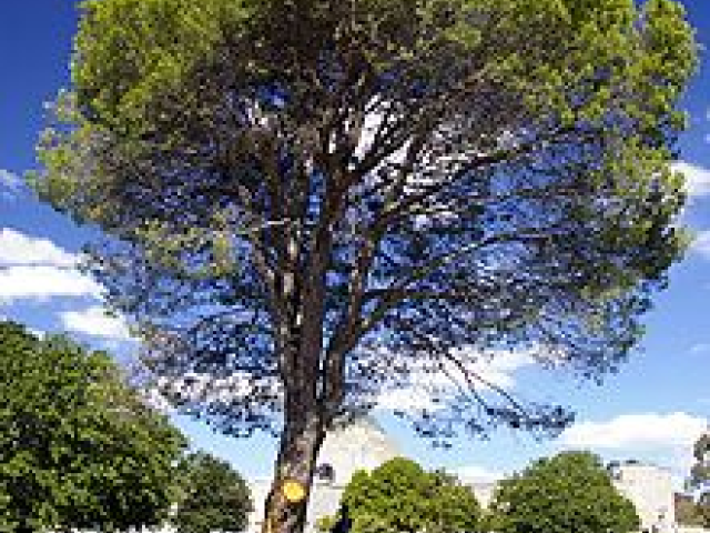 pine