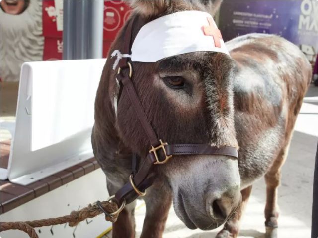 Lance Corporal Jacob the donkey. Picture by Rod Thompson